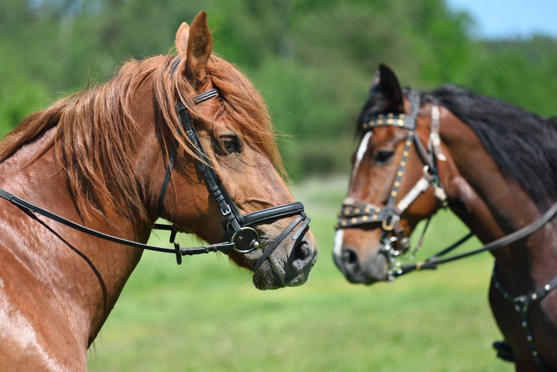 portrait-of-two-horses-2022-02-02-03-48-18-utc_copy.jpg